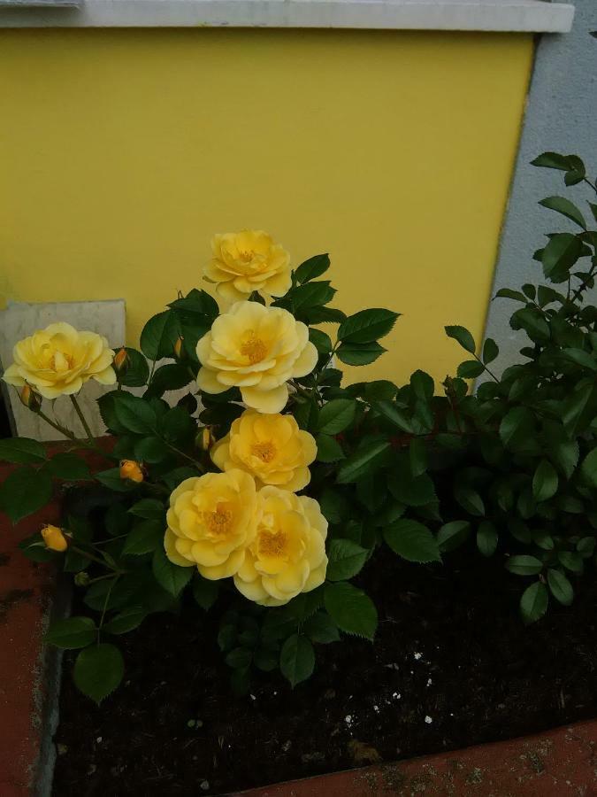 B&B Tisoi Belluno Exterior photo